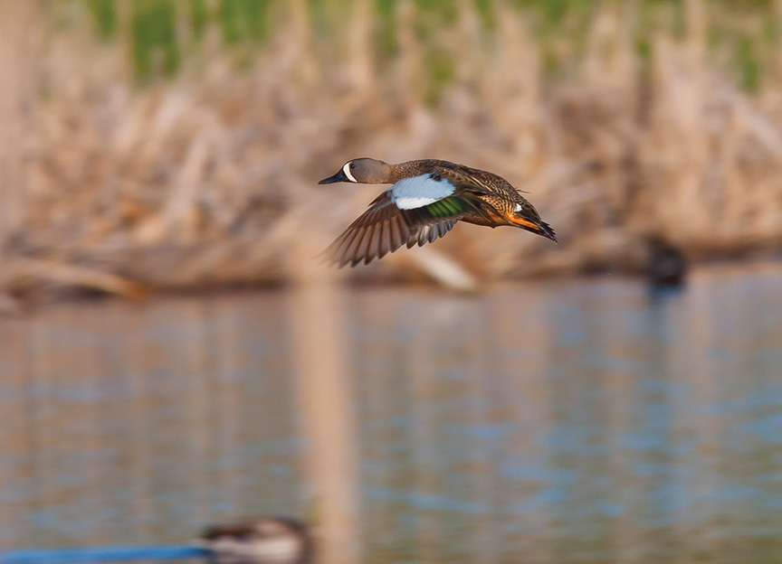 photo by Dale Spartas Duck, hunting
