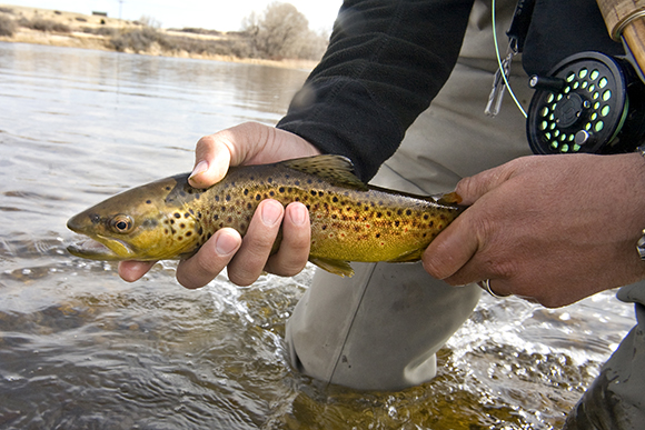 Bozeman Fly Shops Montana Panoramic Fly Fishing