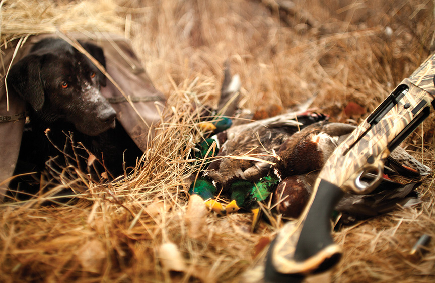 photo by Craig Hergert Ducks, dogs, hunting, guns