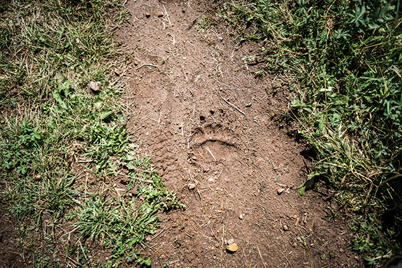 Photo by Ryan Krueger bear footprint