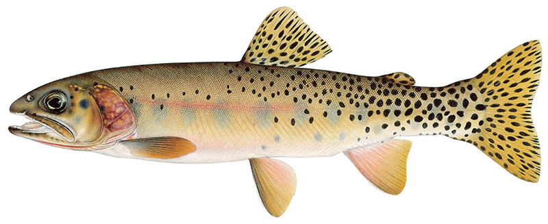westslope cutthroat trout fish