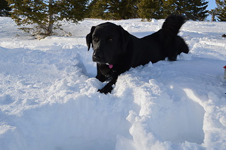 Photo by David Tucker Backcountry skiing, dogs, Bozeman