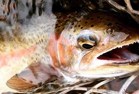 Photo by Paul Sveum Keep Em Wet, Montana Fly Fishing, Catch and Release