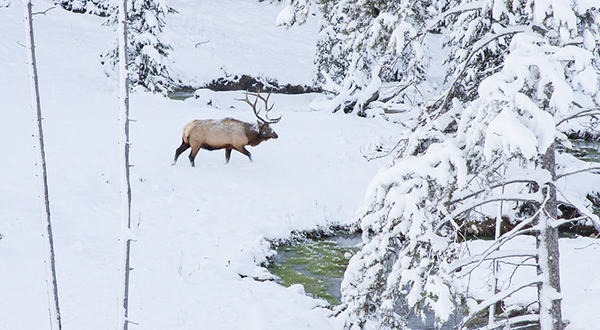 Photo by Diane Renkin Elk, Hunting, Gallatin Canyon, Bozeman, Montana
