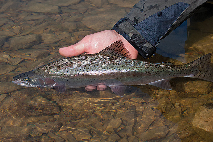 photo by Dale Spartus trout fishing fly fishing outside bozeman montana