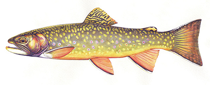 brook trout fish