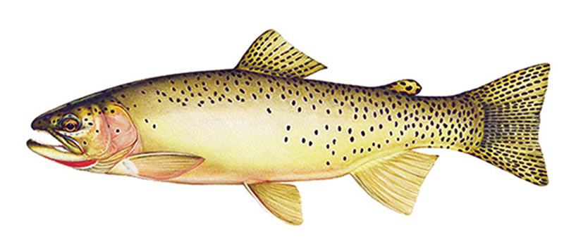 yellowstone cutthroat fish