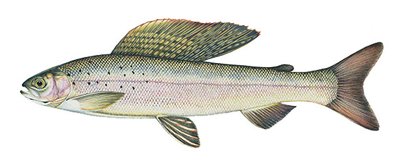 arctic grayling fish
