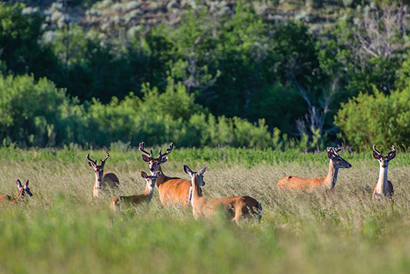 Photo by Aleix Bonogofsky Montana Land Reliance, Conservation Easement, Gallatin Valley, Montana