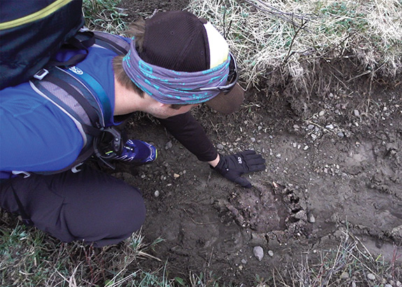 Grizzly, Tracks, Gallatin, Skiing