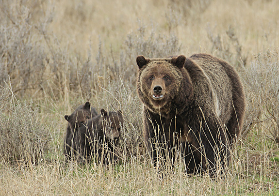 Photo courtesy NPS / Jim Peaco Grizzly Bear, Bear Attack, Montana, Todd Orr