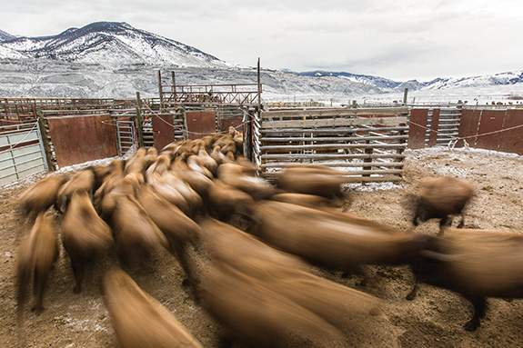 Photo by Neal Herbert / NPS Rick Wallen, Yellowstone Bison, Yellowstone National Park