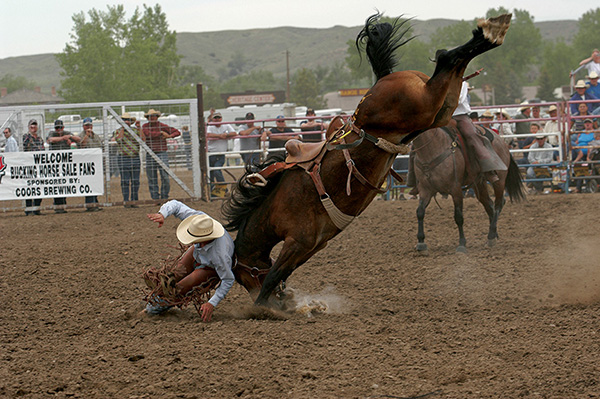Photo by Peter Ponca Miles City Bucking Horse Sale