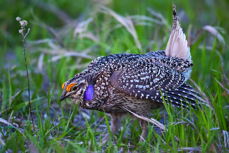 Photo by Jessica Lee blue grouse outside bozeman