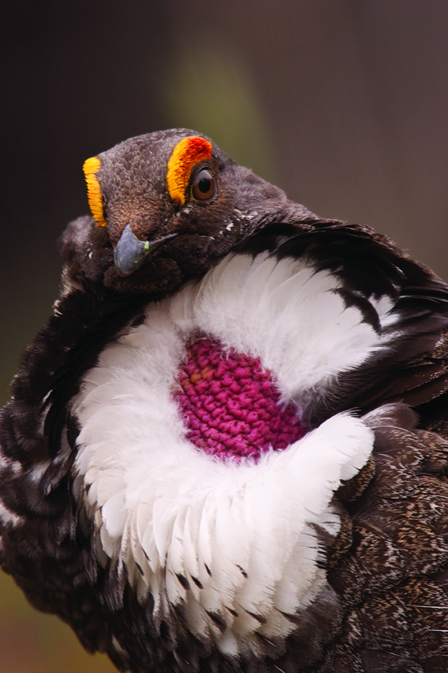 Photo by Jessica Lee blue grouse outside bozeman
