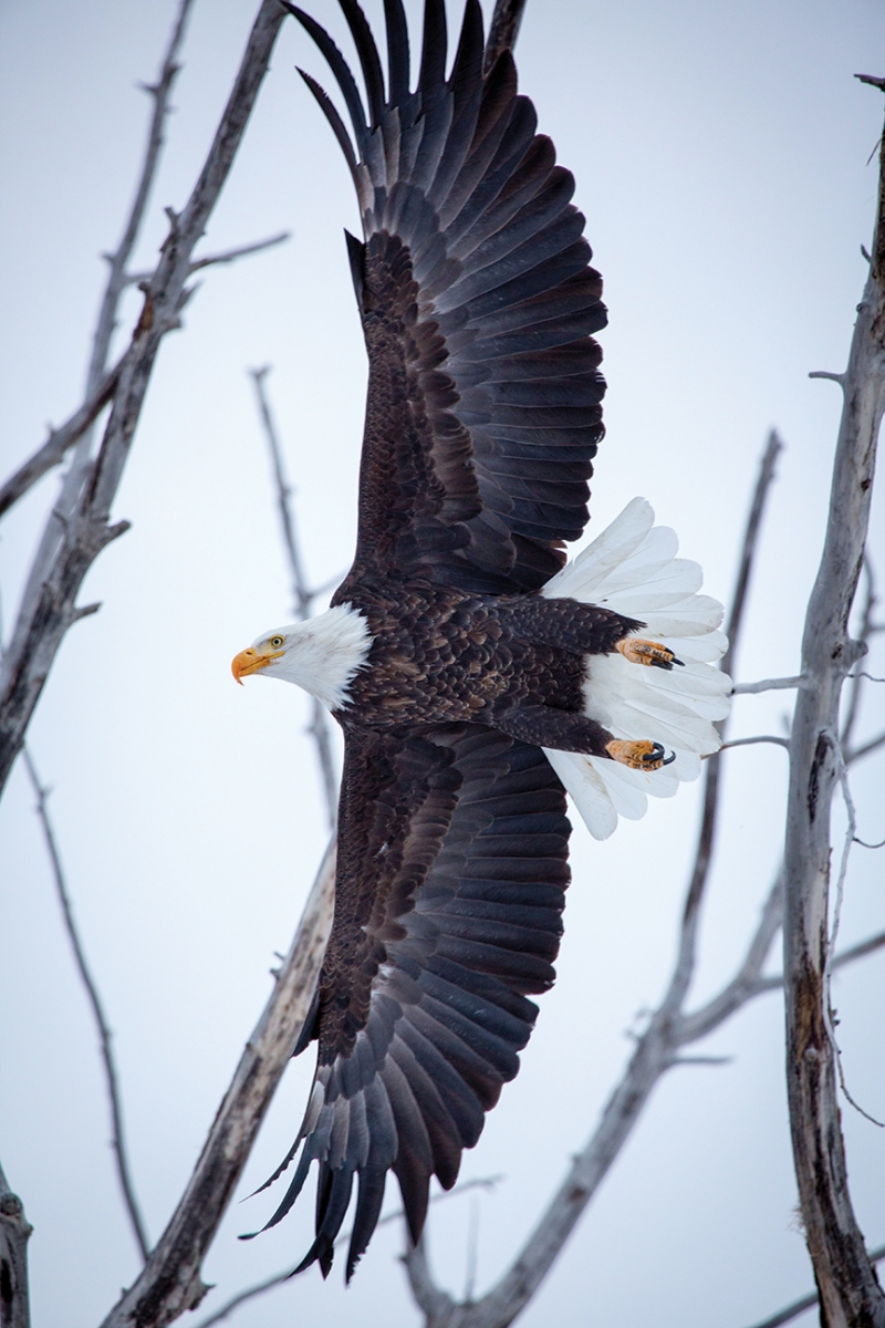 photo by Matthew Hubbard Outside Bozeman Bald Eagle Al Harmata