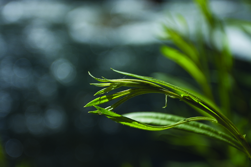 photo by Ryan Krueger grass, flora, green, lawn