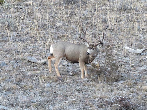 photo courtesy Yellowstone National Park mule deer, yellowstone national park, big game hunting