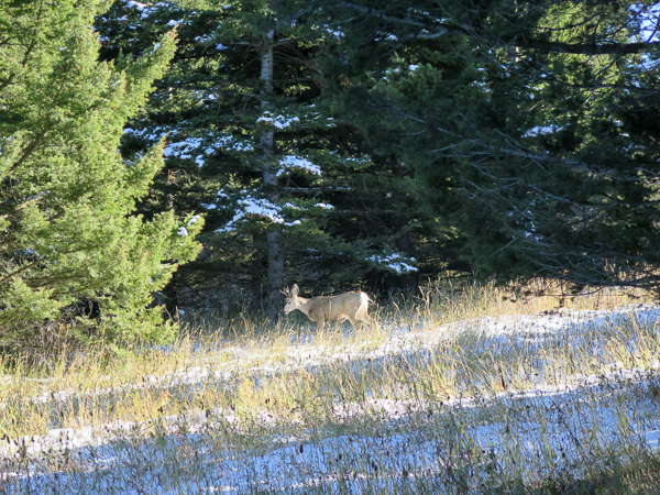 photo courtesy BLM montana mule deer, big game hunting