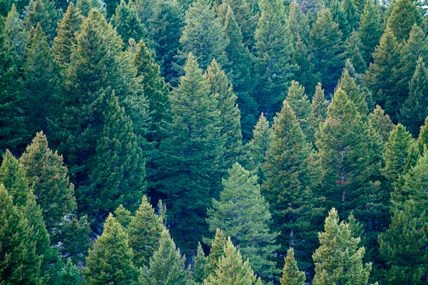 photo by Ian Roderer evergreen, trees, forest, green