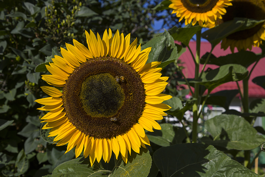 photo by Simon Peterson sunflower, garden, flower, yellow