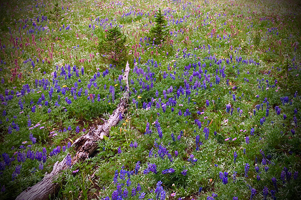Photo courtesy Orville Bach Gallatin Range, Gallatin Crest, Bozeman