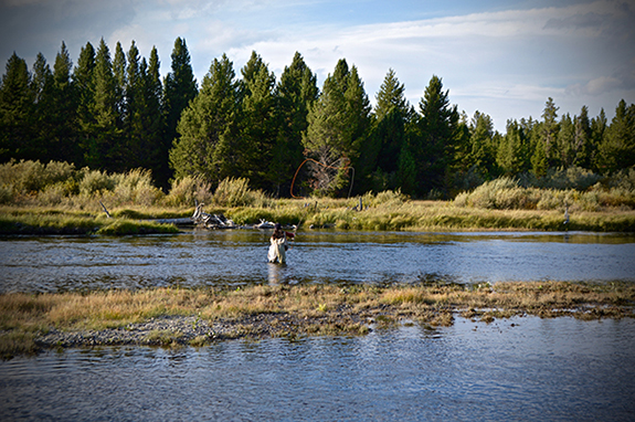 Photo by David Tucker Upper Madison, Fly Fishing, West Yellowstone, Montana