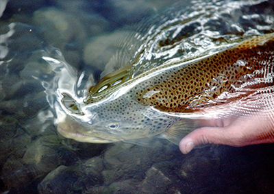 Photo by Peter Ponca Brown Trout, Montana Fishing Reports