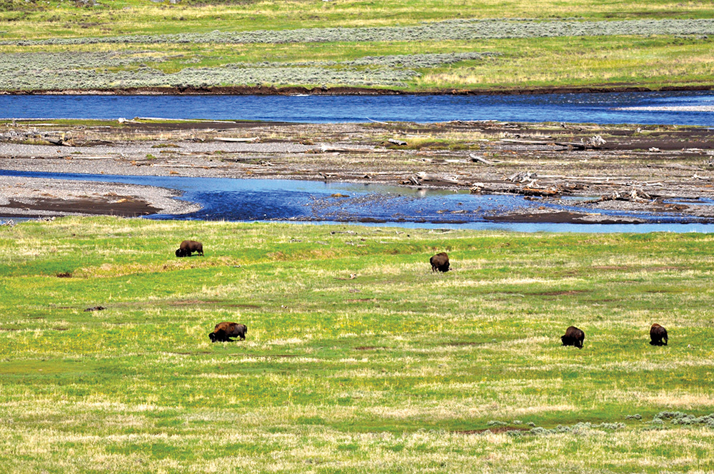 photo by Andrew Wells spring, lamar valley, yellowstone