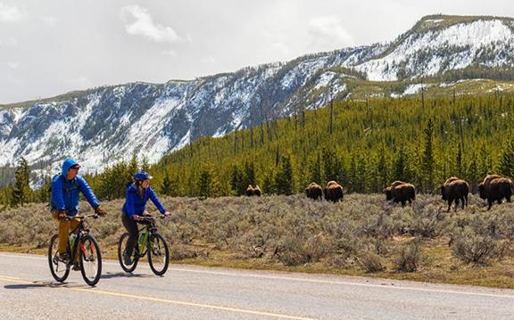photo courtesy YNP biking, yellowstone, buffalo