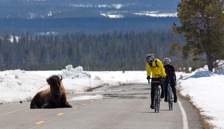 photo courtesy YNP biking, yellowstone, buffalo