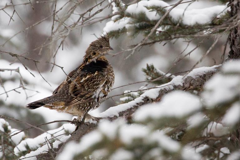 grouse hunting montana