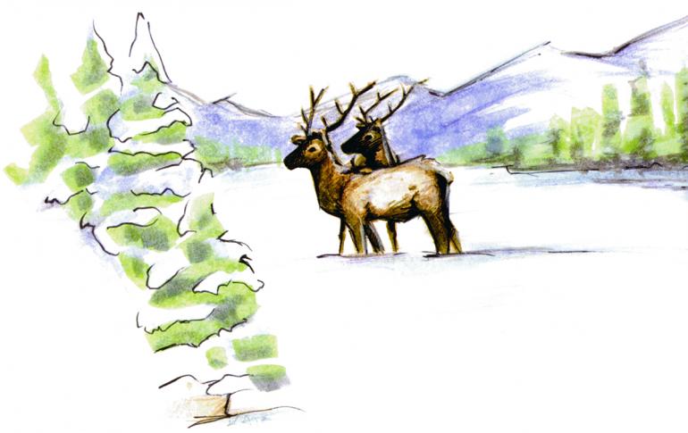 illustration by Kate Parsons Winter Elk