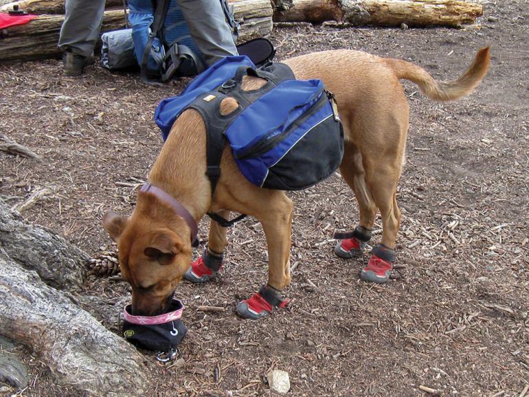 camping tips for dogs