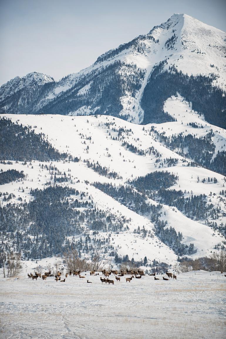 elk herd, tracks, snow, montana, bozeman, mountains