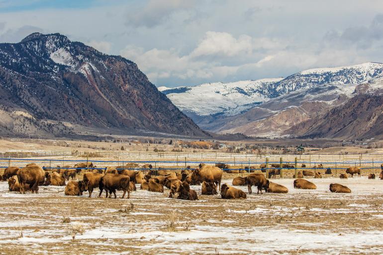 Bison herd in Yellowstone, Beatie Gulch