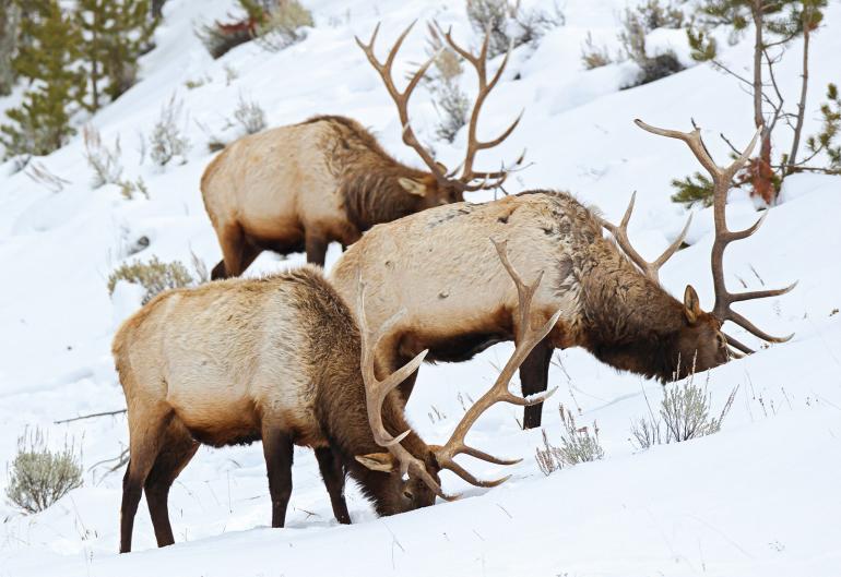 Elk eating in snow