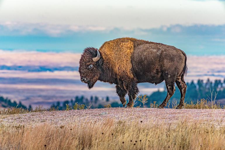 Bison