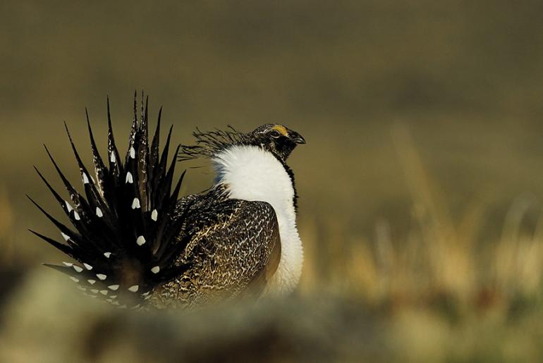 Photo by Marcel Huijer Sage Grouse