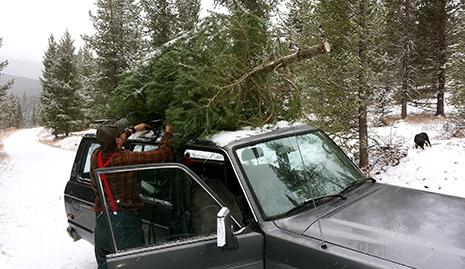 Christmas tree cutting on car