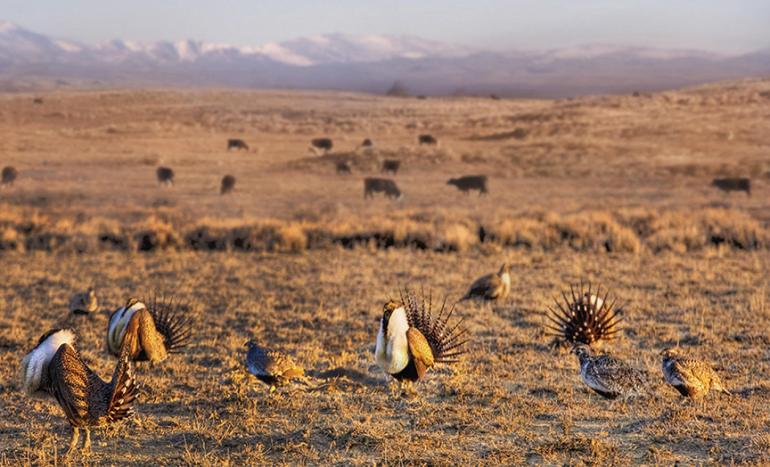 Photo courtesy MT Audubon Sage Grouse