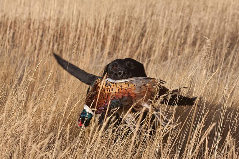 Chinese ring-necked pheasant, pheasant, rooster, bozeman