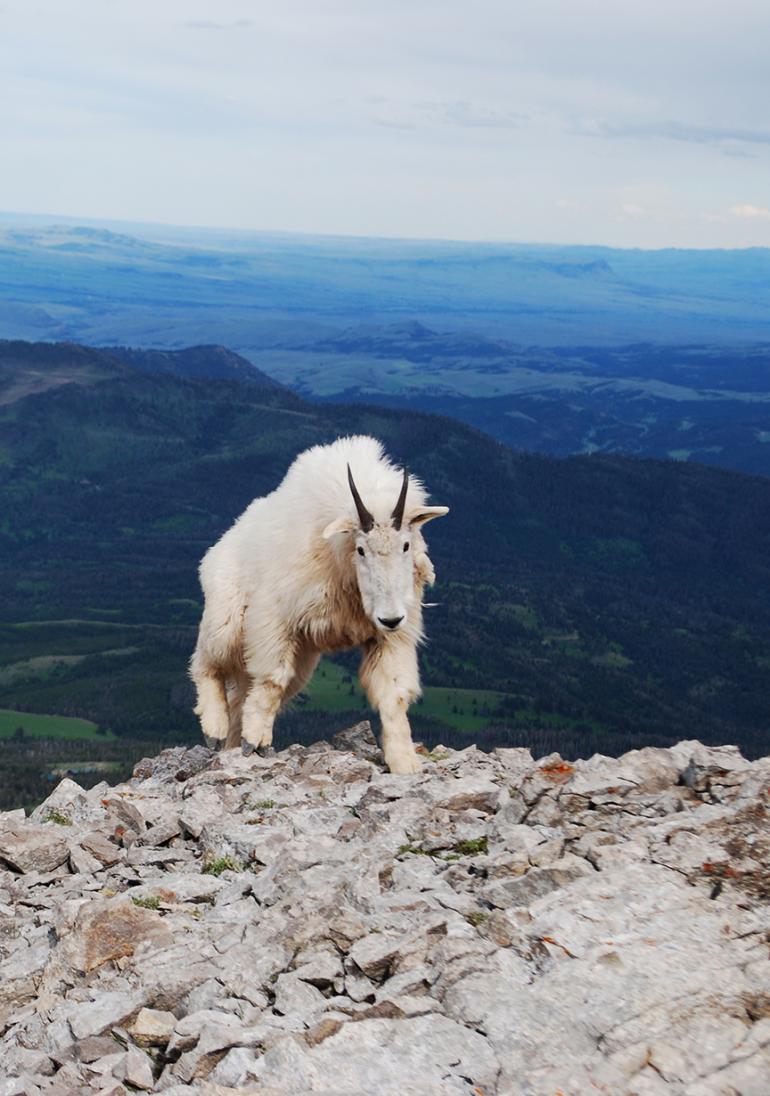 Photo Courtesy Rocky Mountain Goat Alliance Rocky Mountain Goat Alliance