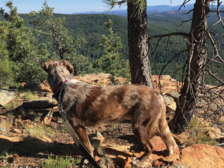 photo by Alan Levine dog training trail hiking