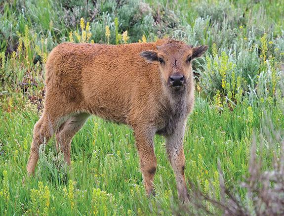 Photo by Jenny Golding Yellowstone, Bison, Bison Rut