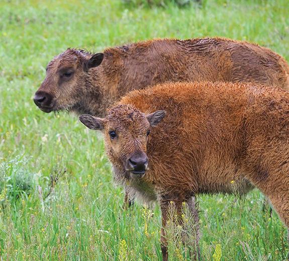 Photo by Jenny Golding Yellowstone, Bison, Bison Rut
