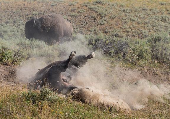 Photo by Jenny Golding Yellowstone, Bison, Bison Rut