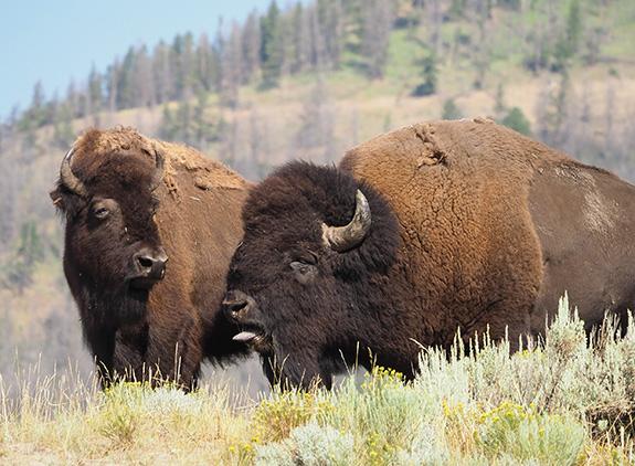 Photo by Jenny Golding Yellowstone, Bison, Bison Rut