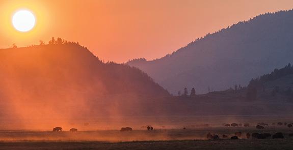 Photo by Jenny Golding Yellowstone, Bison, Bison Rut