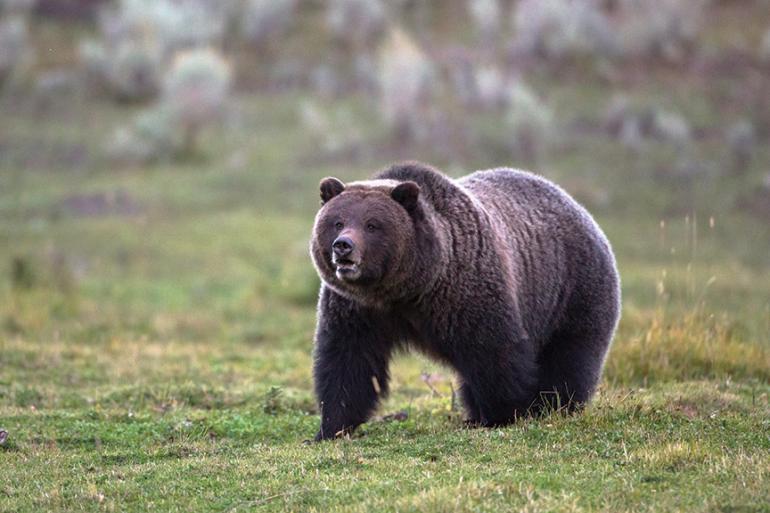 Photo by Jason Savage Grizzly bears, Montana wildlife, Safety in the backcountry, Outside Bozeman
